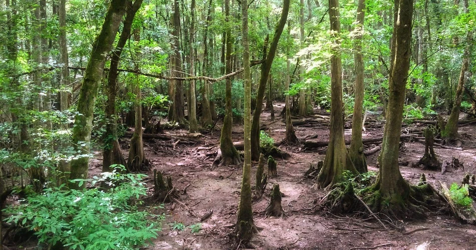 General Coffee State Park Douglas – Complete Guide