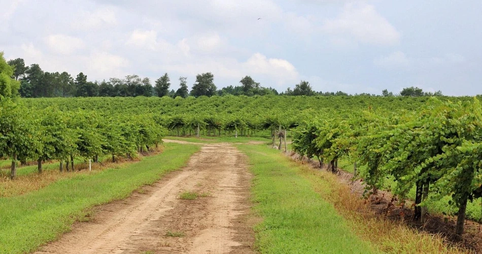 10 Best Things to Do in Douglas, GA